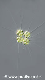 Micractinium pusillum