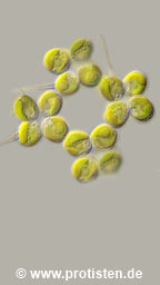 Micractinium quadrisetum
