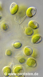Mucidosphaerium pulchellum