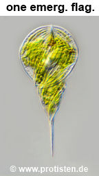 Phacus helikoides