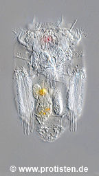 Polyarthra vulgaris