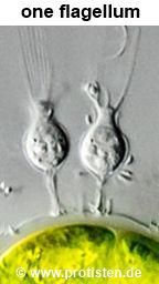 Pachysoeca convallaria