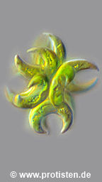 Selenastrum bibraianum