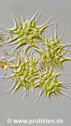 Tetradesmus lagerheimii var. tetradesmoides