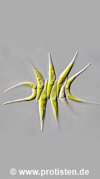 Tetradesmus lagerheimii