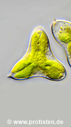 Tetraedron triangulare
