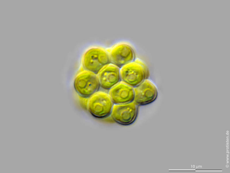 Coelastrum astroideum
