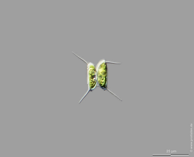 Desmodesmus communis