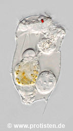 Filinia cornuta