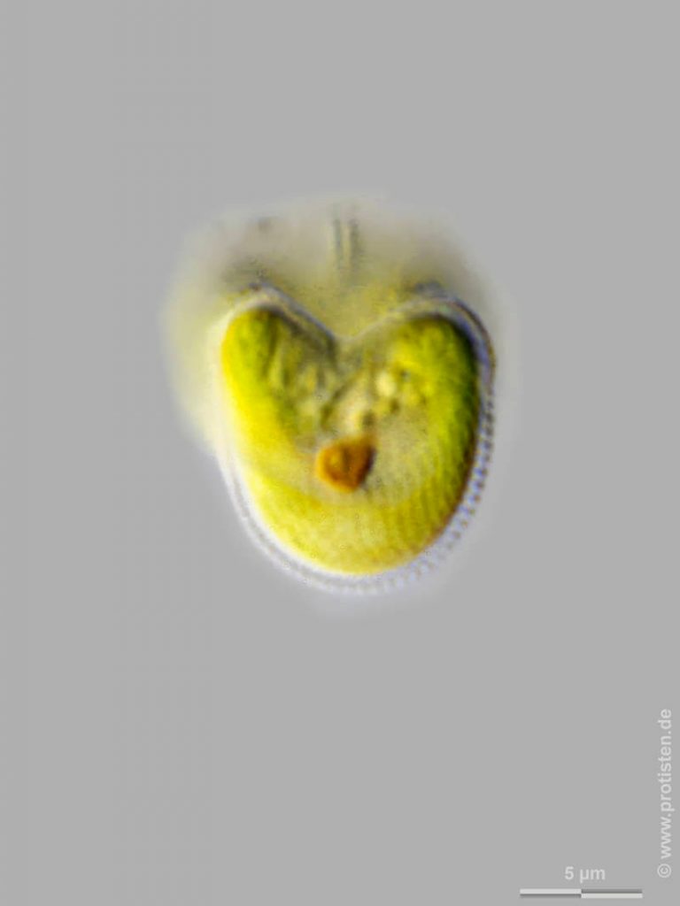 Mesostigma viride