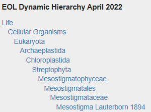 Mesostigma
