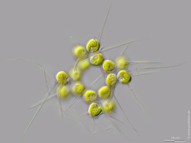 Micractinium quadrisetum