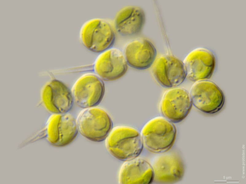 Micractinium quadrisetum