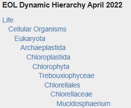 Mucidosphaerium