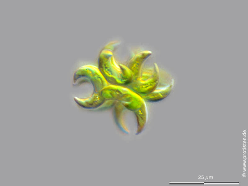 Selenastrum bibraianum