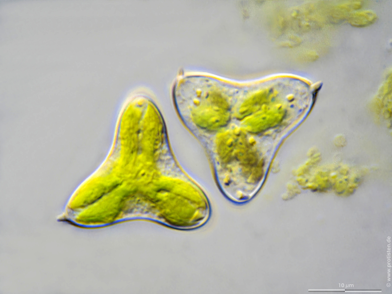 Tetraedron triangulare