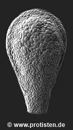 Planocarina carinata