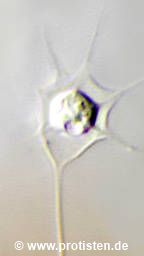 Hedriocystis pellucida