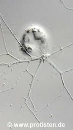 Microgromia socialis